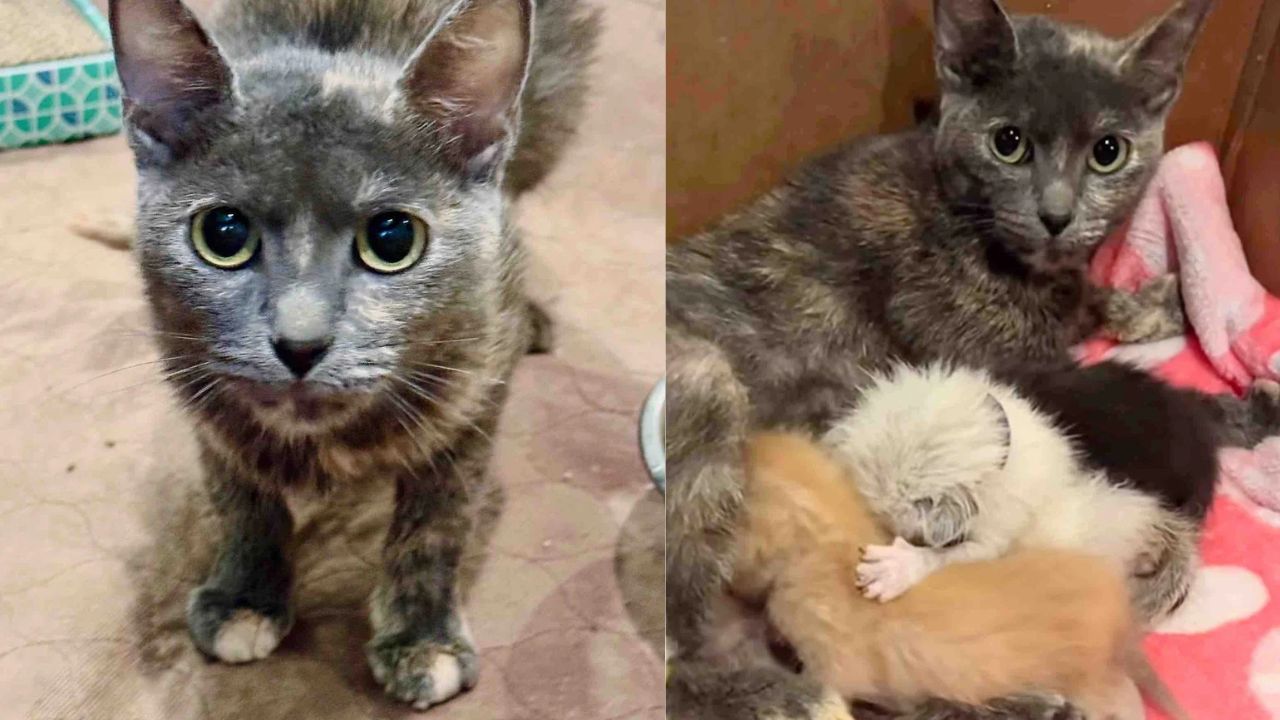 Heartwarming USA Story: Skinny Stray Cat Fighting to Save Her Kittens Finally Finds the Happiest Ending Ever.