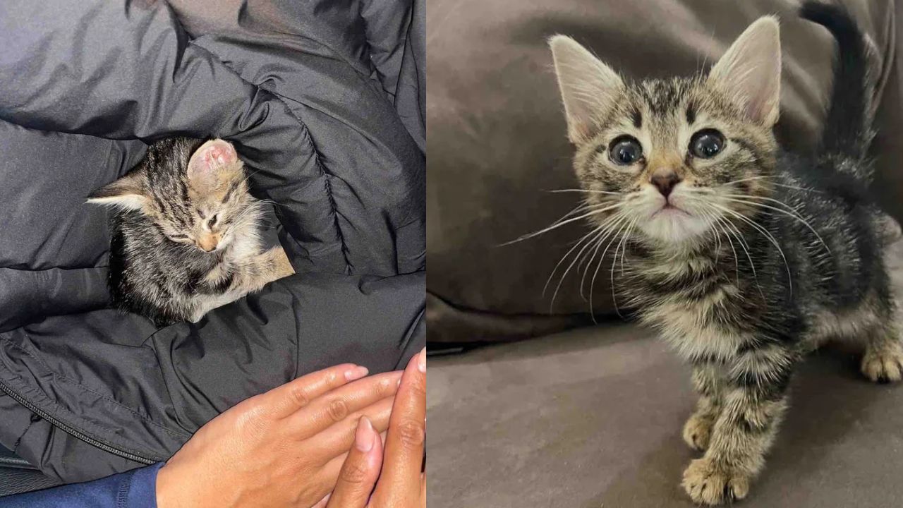 Illinois Miracle Rescue: Forgotten Kitten Handed to a Young Person Finds the Cat Friend Who Taught Him Love Again