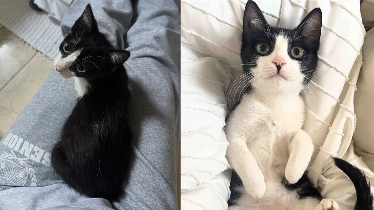 New York Rescue Story Melts Hearts: Homeless Kitten Transforms into the Most Pampered Pet Ever