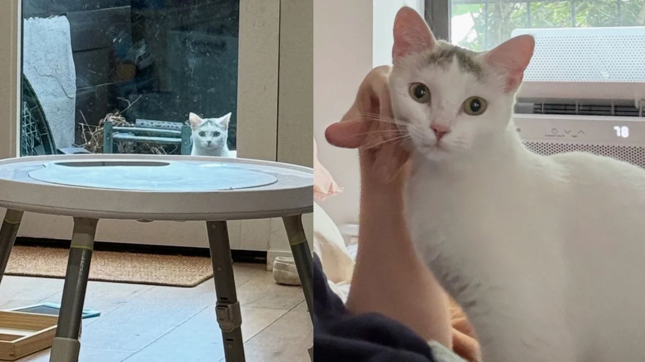 Heart-Melting Moment in the United States: Lost Cat Appears at a Family’s Door and Refuses to Leave Until Loved