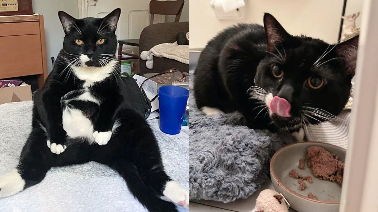 Abandoned Cat in New Jersey Turns Into a ‘Little Businessman’ After Kind Stranger Offers Help