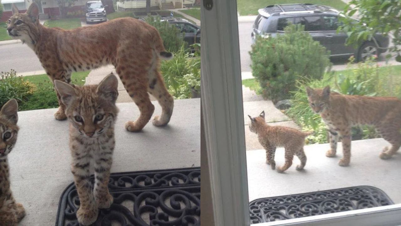 Bobcat Mom and Three Adorable Kittens Surprise Alberta Woman at Her Doorstep – Wildlife Experts Stunned by Rare Visit