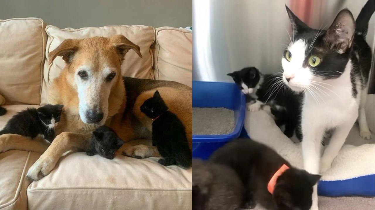 California Miracle: Cat Warms Up to Dog After Realizing They Can Co-Parent Her Kittens Together – Heartwarming Story Goes Viral!