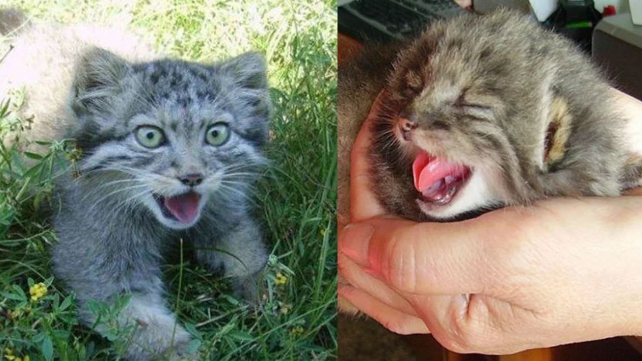 Farmer in Zabaykalsky Krai Shocked After Discovering 4 Orphaned ‘Kittens’ in His Barn Were Actually Rare Wild Cats