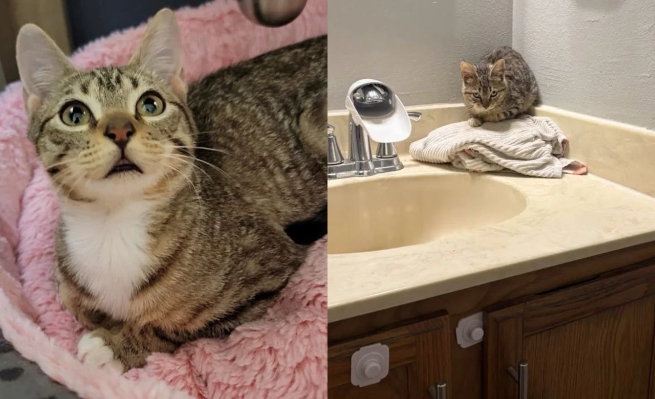 Florida Kitten Wanders Into Front Yard Begging for Food, Ends Up Finding a Loving Home Beyond His Wildest Dreams