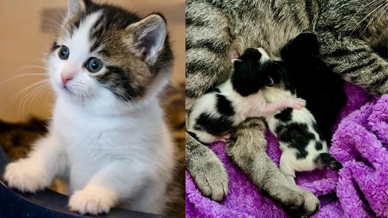 Florida Woman Planned to Adopt Two Kittens but Ended Up Holding Three in Her Arms — The Happiest Twist of Fate Ever.”
