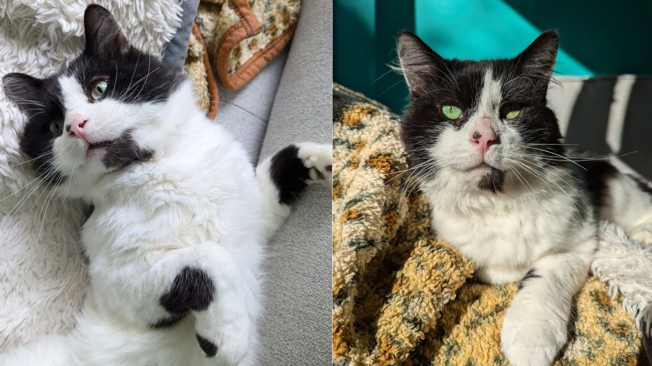 From Street Boss to Couch Royalty: England’s Most Famous Tom Cat Finally Living His Dream Life Indoors