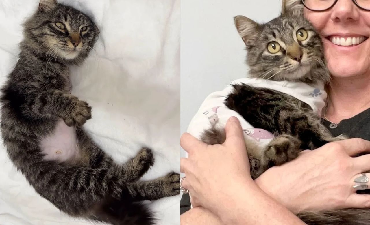 From the Streets of Nevada to a Loving Home: Big-Hearted Tripod Cat’s Journey to Capture Every Heart and Fulfill Her Dream