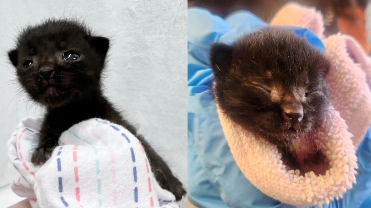 Heartwarming Scene in New Jersey: Abandoned 'Panther' Kitten Finds Hope When Loving Cat Adopts Her After Being Spotted Alone in a Yard