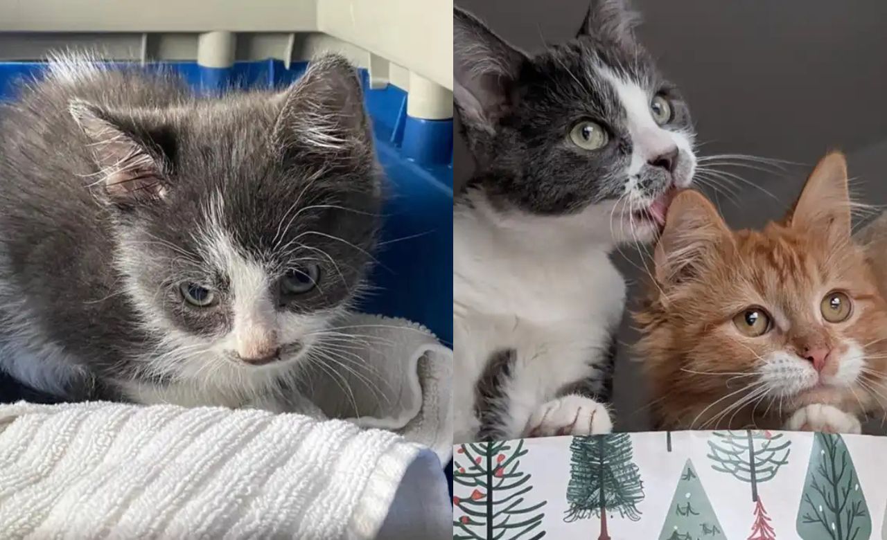 Inspiring Story from Québec: Deaf Kitten Learns Bravery by Shadowing Hearing Cat Every Step of the Way