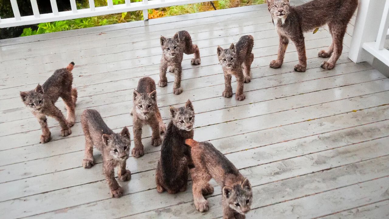 Heartwarming Moment in Colorado: Lynx Mama Returns With Her 7 Kittens to Revisit Local Man’s Snow-Covered Deck