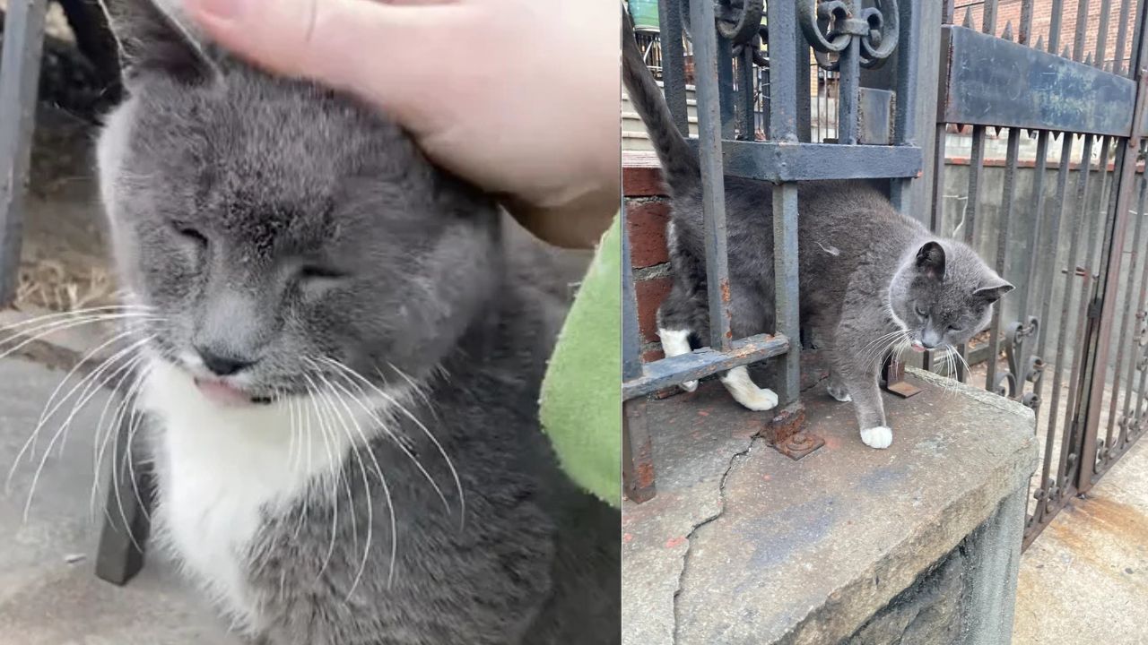 Heartwarming: New York City Stray Cat Living by Church for Years Finally Follows the Woman Who Changes Her Life Forever