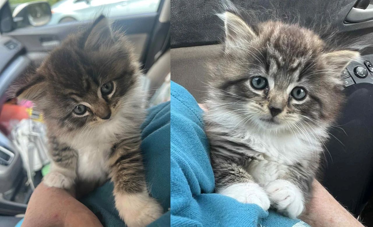 North Carolina Man Goes Out for Lunch — Comes Home With a Kitten in His Arms After He Couldn’t Walk Away From the Tiny Cat
