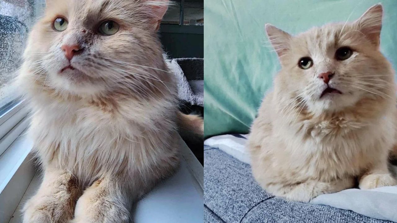 Québec Stray Cat Who Wandered Yard to Yard for Over a Year Finally Discovers the Forever Family of His Dreams