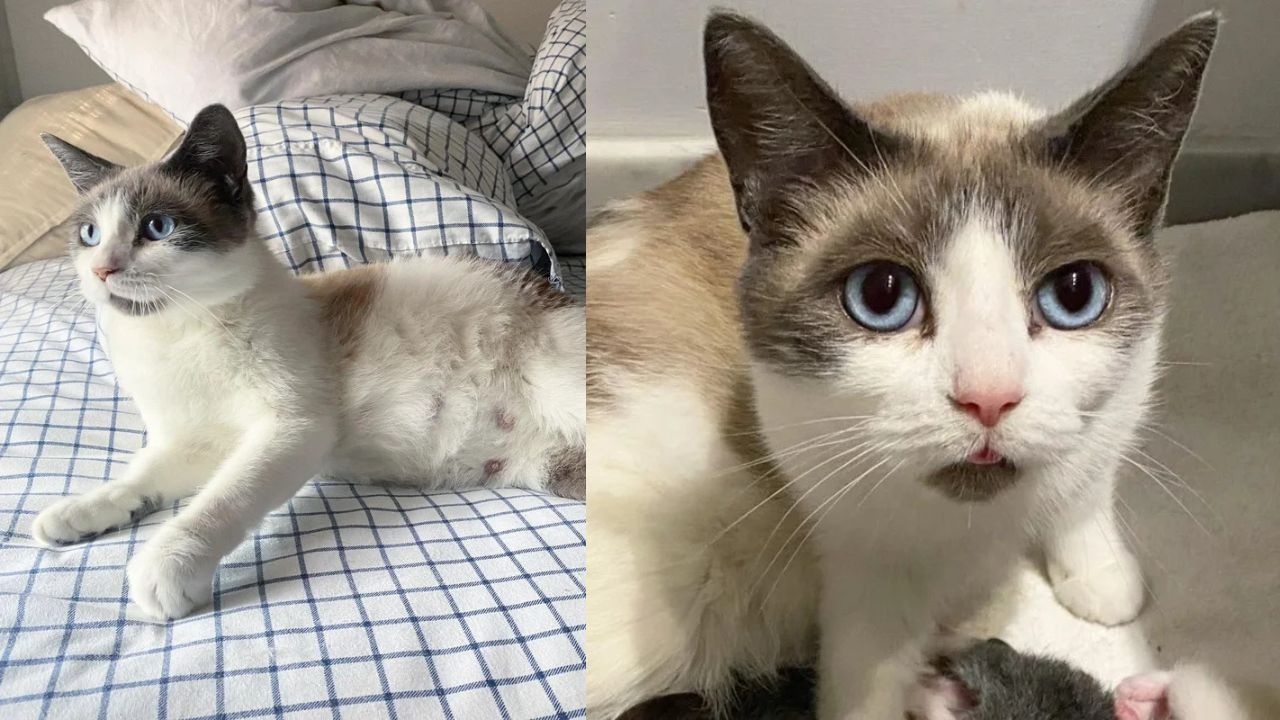 Quebec Family Shocked as Stray Cat Arrives in Their Yard and Brings a Hidden Litter of Kittens With Her