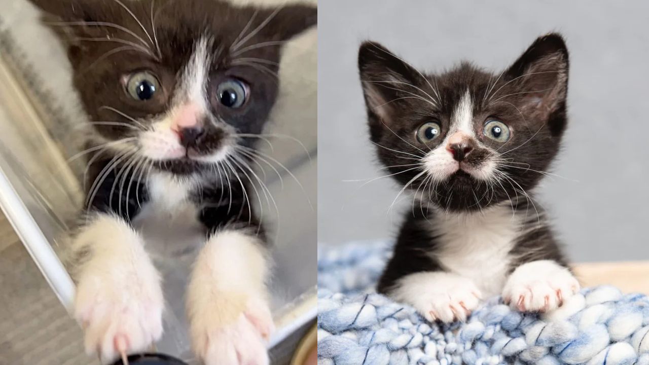 This Tiny Kitten from California Has a Huge Spirit, Befriending Every Cat and Dog He Meets While Acting Ten Times Bigger