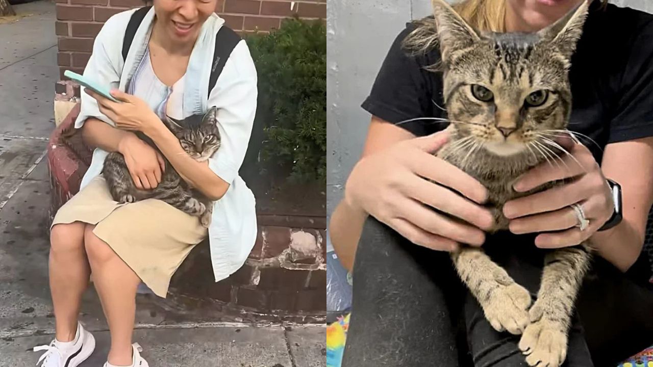 Timid Cat Discovered on New York Subway Stairs Finds Comfort and Love as a Lap Cat