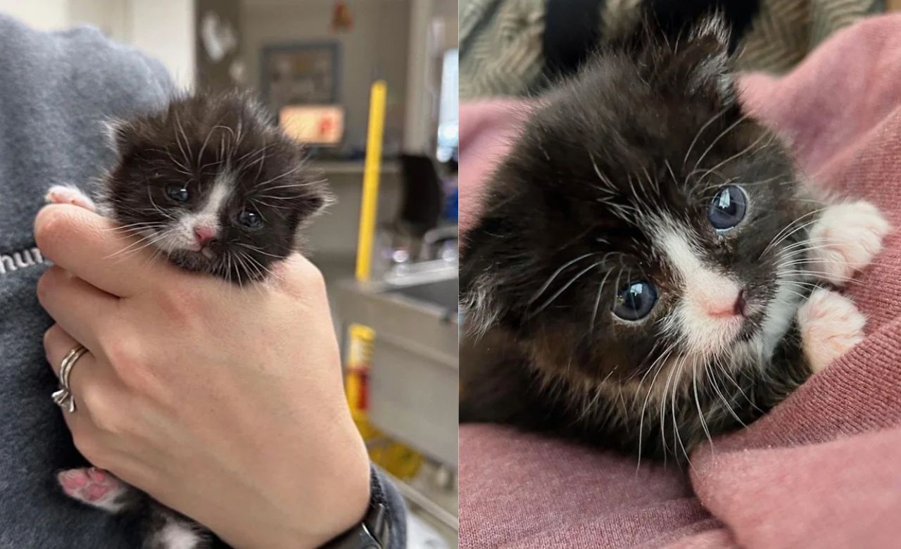 United States Sports Stadium Shock: Stray Kitten Found Outside Turns Into Indoor Charmer Within Just 24 Hours