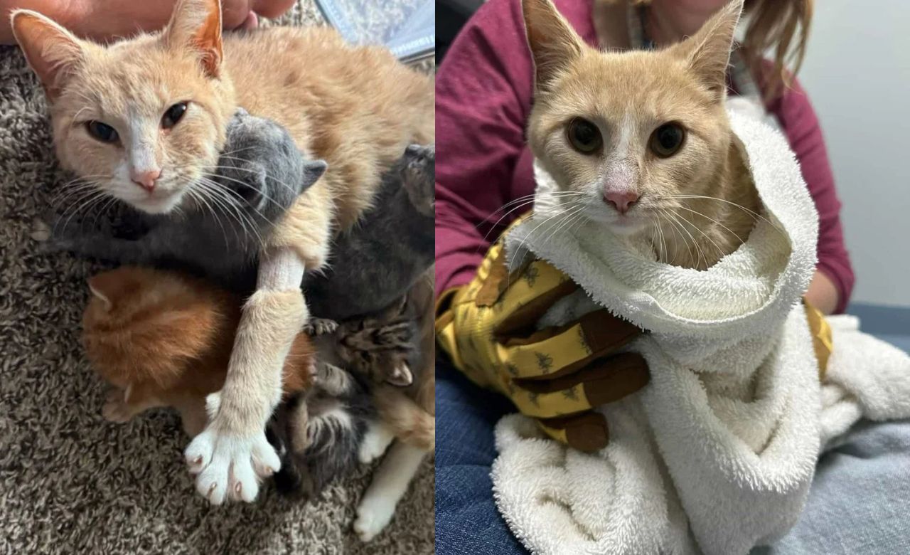 Alabama Cat Finds New Joy After Tragedy — Rescued Feline Shines Again by Caring for Orphaned Kittens