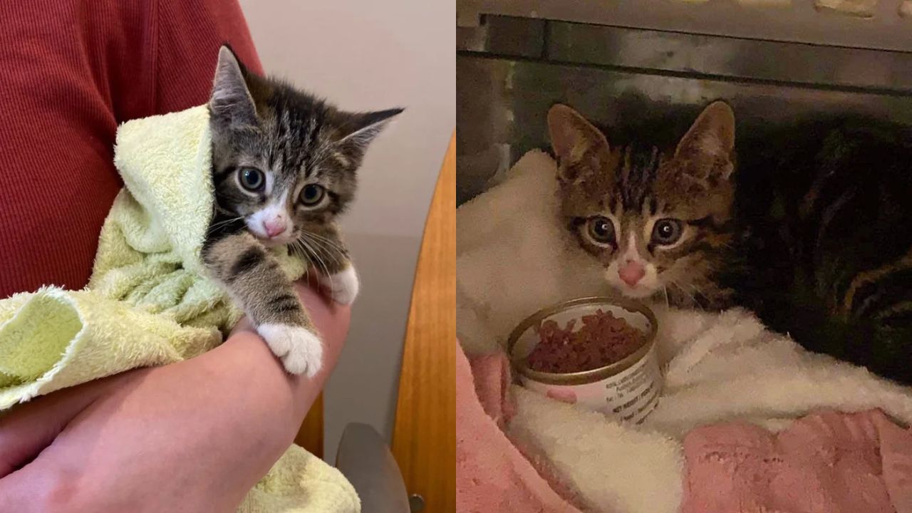 Brave Kitten Dodging Traffic in Québec Now Living Her Dream Life After Miraculous Rescue