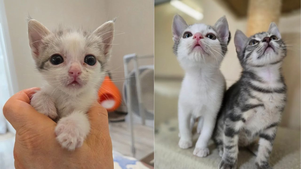 California Kittens Abandoned in a Box on Doorstep Transform into Joyful Young Cats After Kind Rescuers Refuse to Give Up