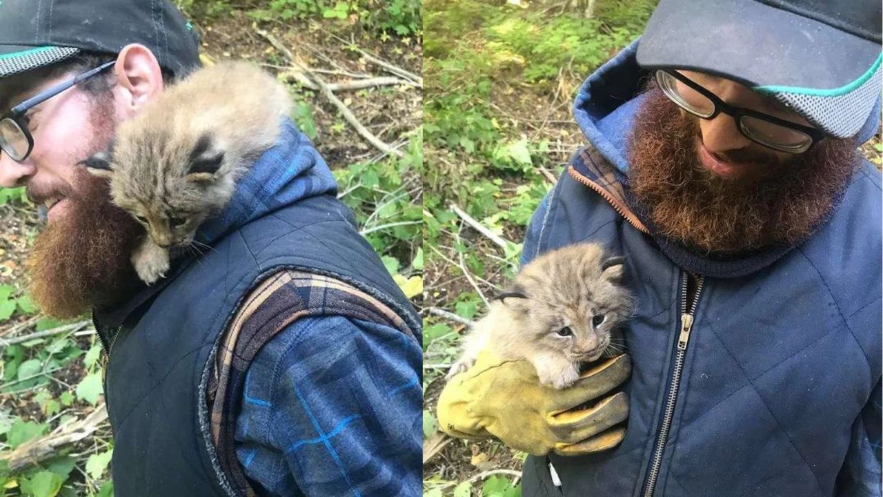 California Man Rescues Orphaned Kitten, Shocked to Discover Huge Lynx-Like Paws