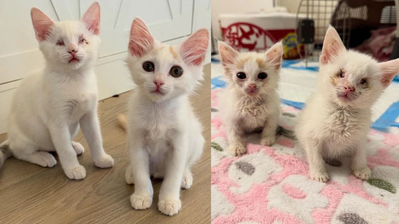 California Rescue Story: Blind Kitten and Her Loyal Brother Win Hearts Everywhere They Go