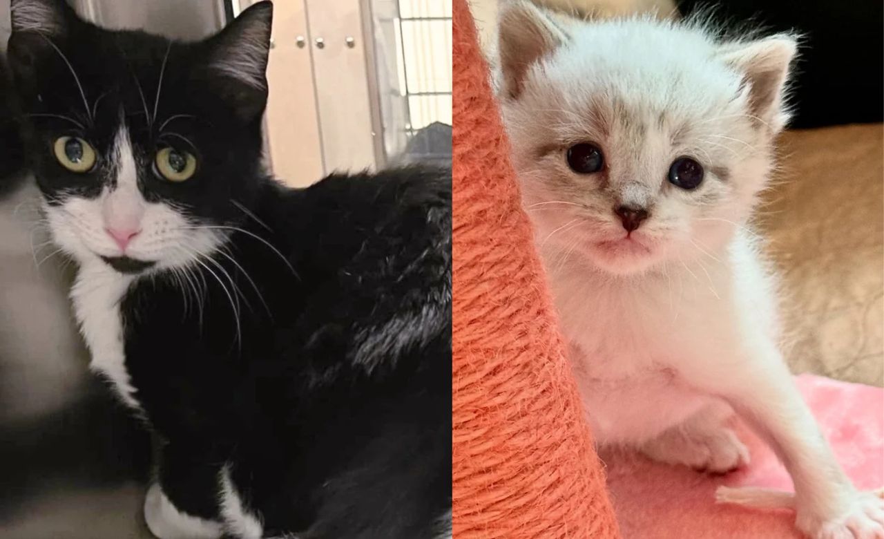 Florida Family Rescues Shy Cat and Four Kittens — Weeks Later They Celebrate the Happiest Ending