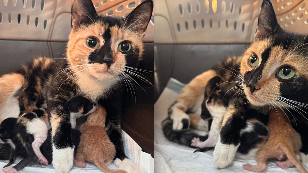 Florida Rescue Gives Cat a Loving Home to Raise Her Kittens, Blossoming Into Happiness Before Everyone’s Eyes
