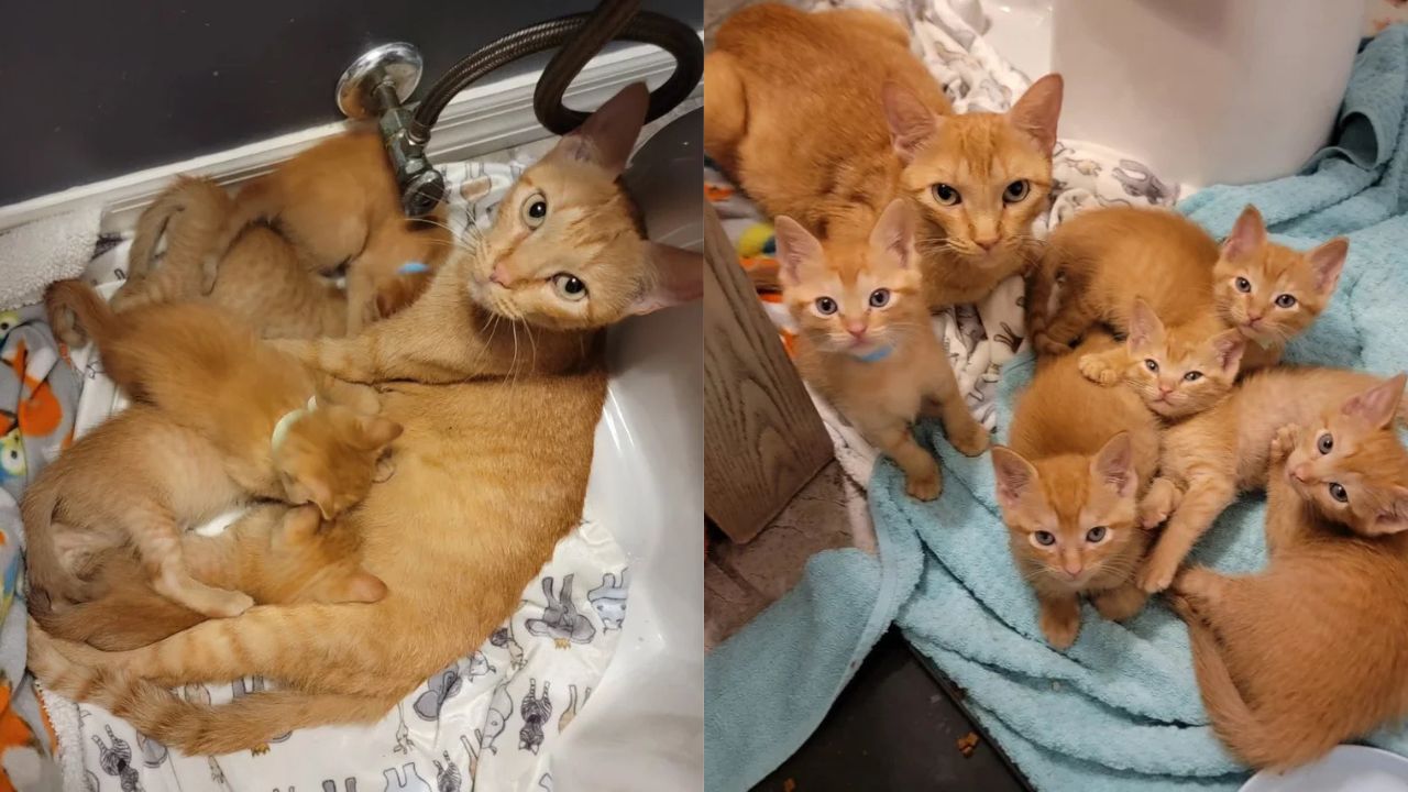 Florida Woman Rescues Shelter Cat and Five Orange Kittens – Overnight Their Fate Changed Forever