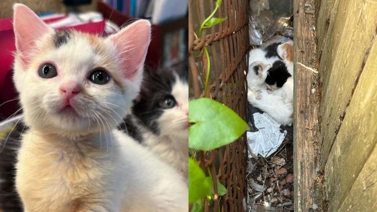 Four Abandoned Kittens Discovered Between Fences in California, Smallest Kitten Gets Life-Saving Help from Rescuers