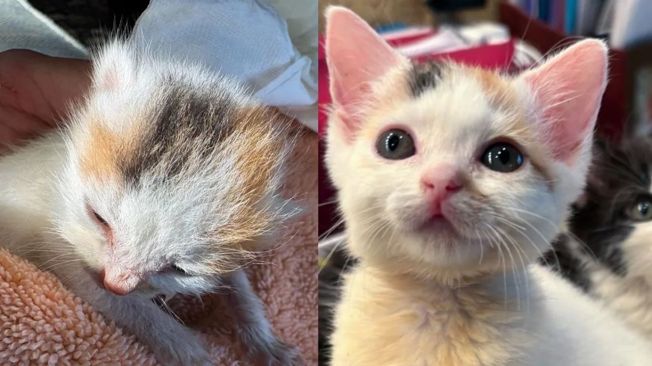 Heartwarming Rescue in New York: Four Tiny Kittens Born Between Fences and the Smallest One Gets a Second Chance