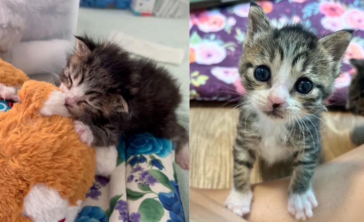 From Mailbox to Family: Siouxsie's Heartfelt Kitten Rescue Story in Tompkins County, United States