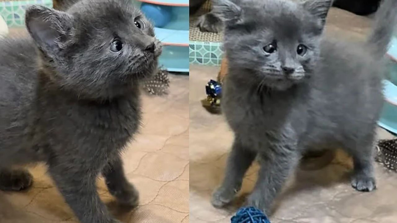 Heartwarming Colorado Rescue: Shelter Cat and Her Three Kittens Given a Fresh Start, One Quickly Takes Charge