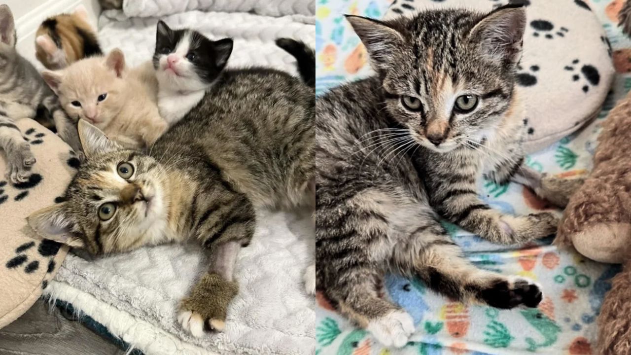 Heartwarming Maryland Rescue: Tiny Kitten Saved by Alley Cat Rescue, Adorably Welcomed by Mother Cat and Her Kittens.