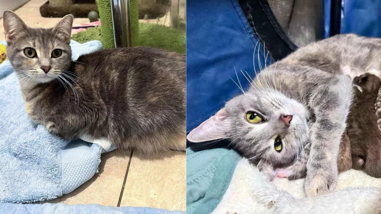 Heartwarming Miracle in Queensland: Neighbors Rescue Stray Cat, She Gives Birth to Kittens Days After Finding Shelter