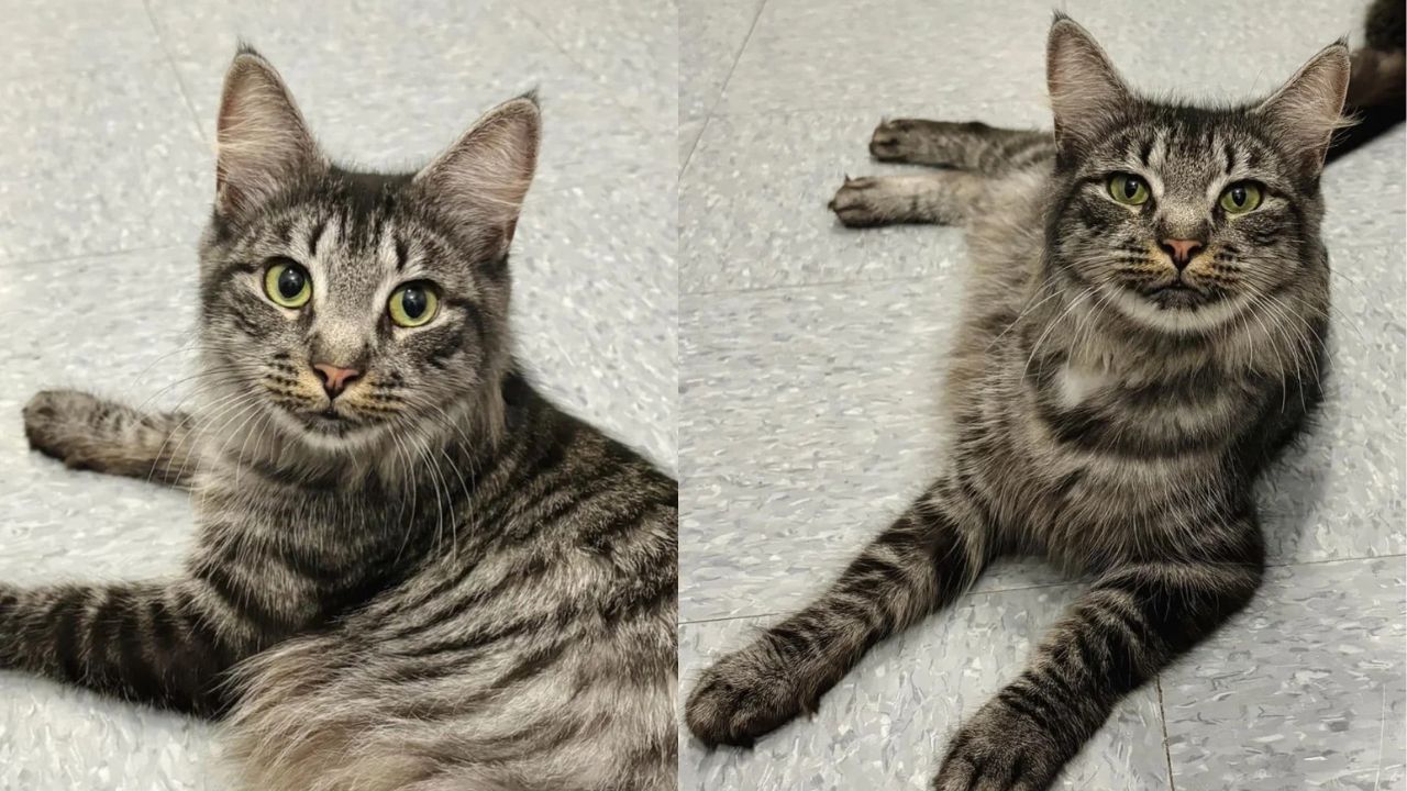 Heartwarming Rescue in Canada: Cat Arrives at Shelter with Kittens, But One Tiny Baby Changes Everything