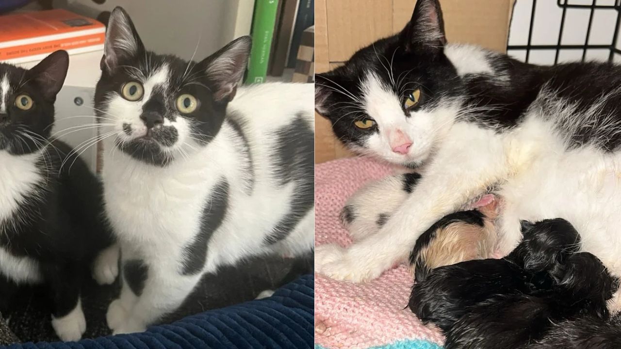 Heartwarming Rescue in England: Cat Brings Two Tiny Kittens to Family’s Garden While Pregnant with More That Need Urgent Help