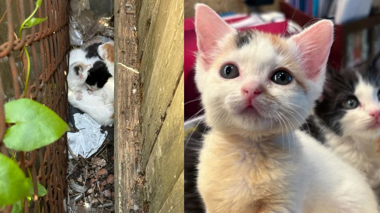 Heartwarming Rescue in New York: Four Helpless Kittens Found Born Between Fences, Smallest One Gets Special Care