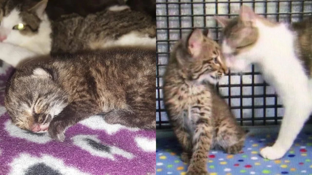 Heartwarming Rescue in North Carolina: Stray Cat Protects and Nurtures Orphaned Baby Bobcat After Losing His Mother
