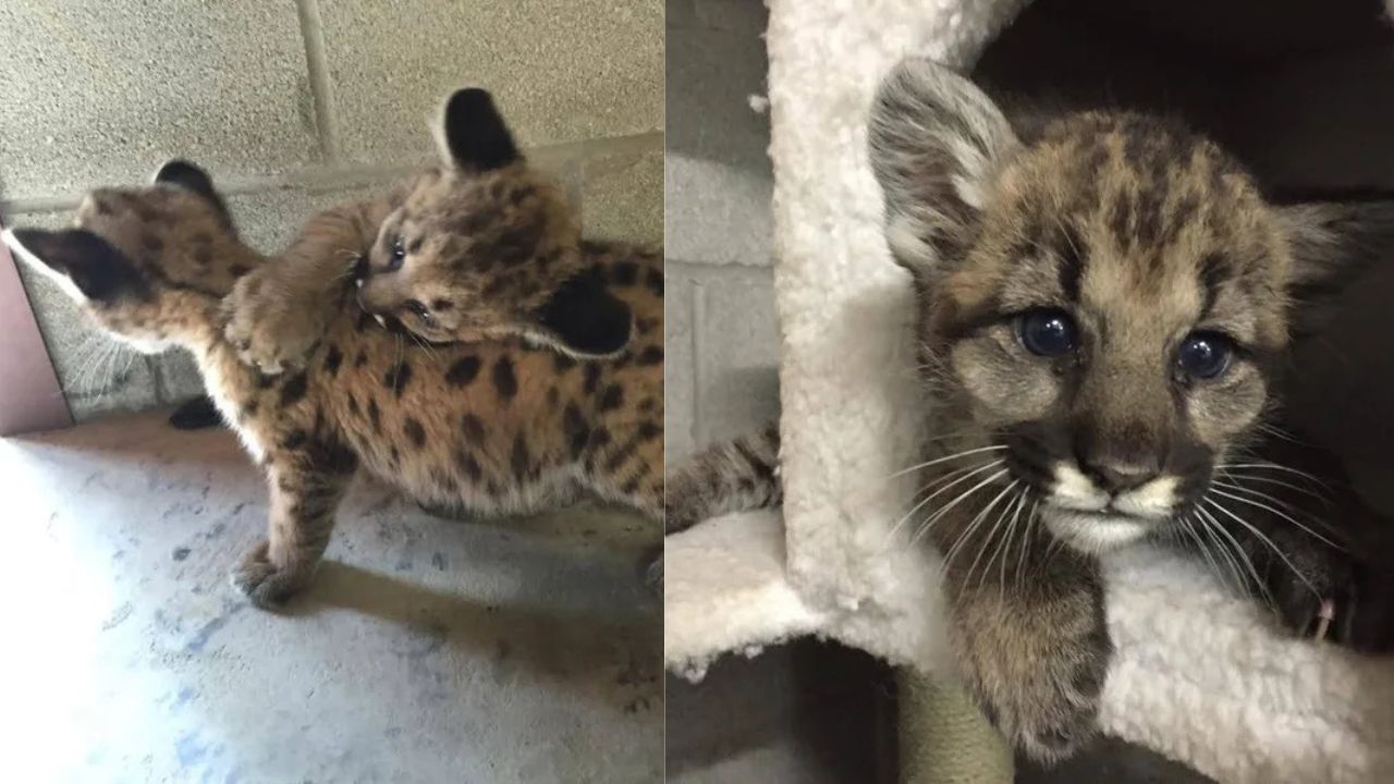 Heartwarming Rescue in Washington: Orphaned Wildcat Cub Finds New Family Among Three Other Cubs