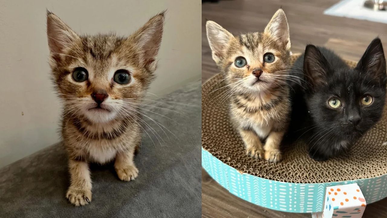 Indiana Rescue Gives Kittens Fresh Start, Tiny Black Kitten Instantly Steals Hearts With Her Unstoppable Spirit
