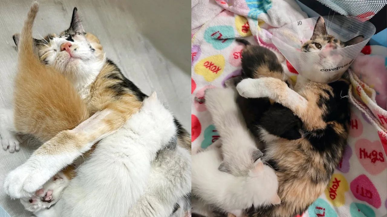 Indianapolis Rescuer Goes for Shelter Kittens but Leaves with a Cat and Her Seven Babies in Heartwarming Twist