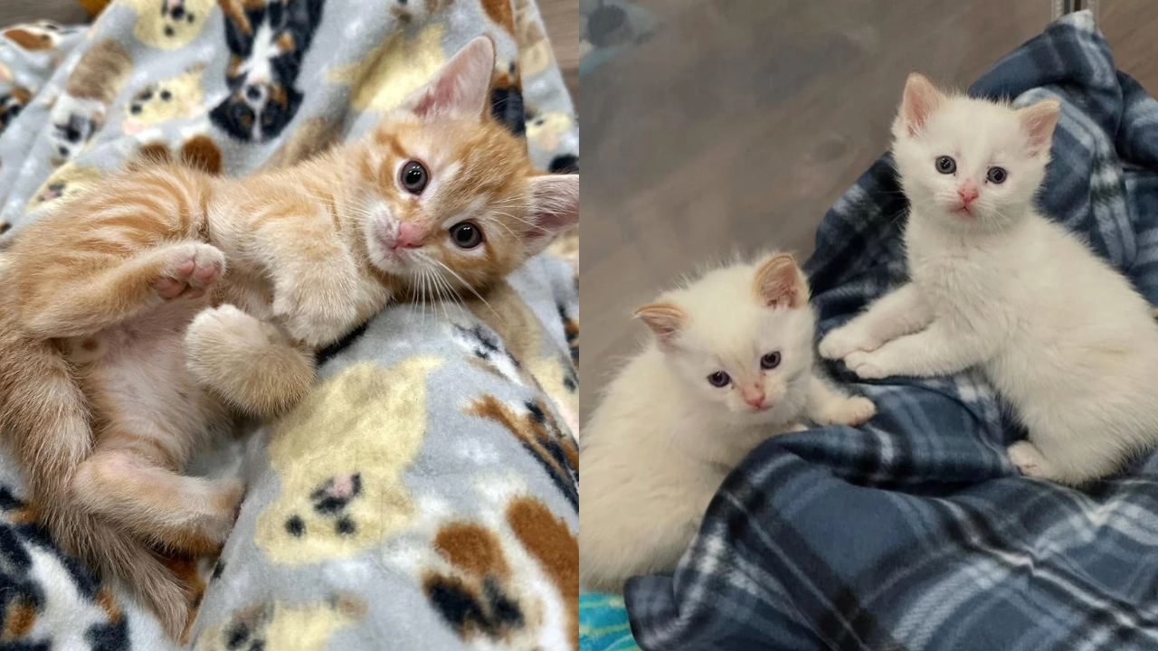 A Lone Kitten’s Cry Sparks a Family Search - Indiana Foster Volunteers Reunite Three Siblings in Touching Tale