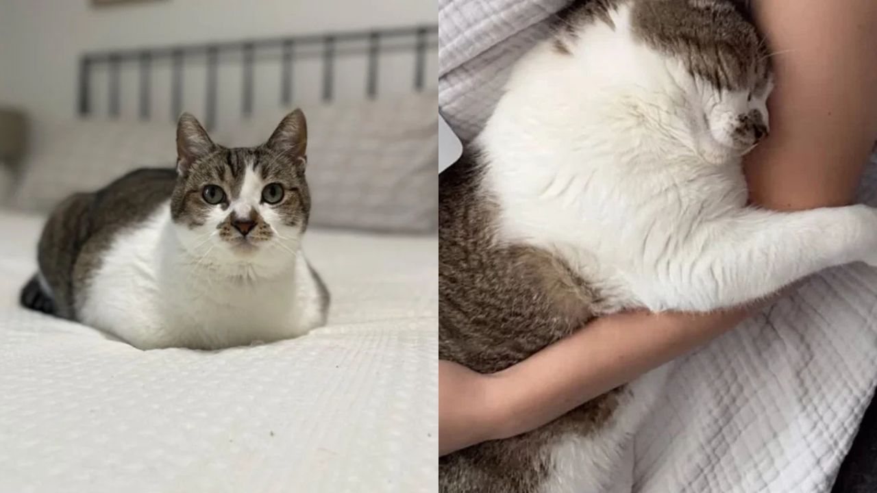 Tennessee Miracle: Lonely Cat Becomes the Most Affectionate Pet After Being Welcomed into a Loving Home