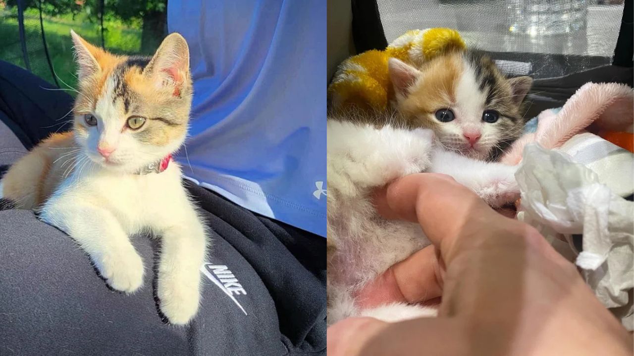 Lonely Kitten Found Under a House in Québec Surprises Rescuers by Becoming a Fearless Adventure Cat Who Follows People Everywhere
