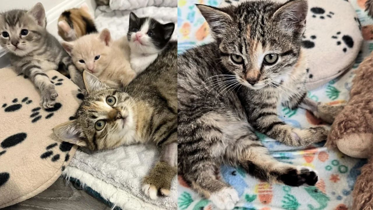 Maryland Couple Rescues Orphaned Kitten — Watch How Their Cats Welcome Her With Pure Love