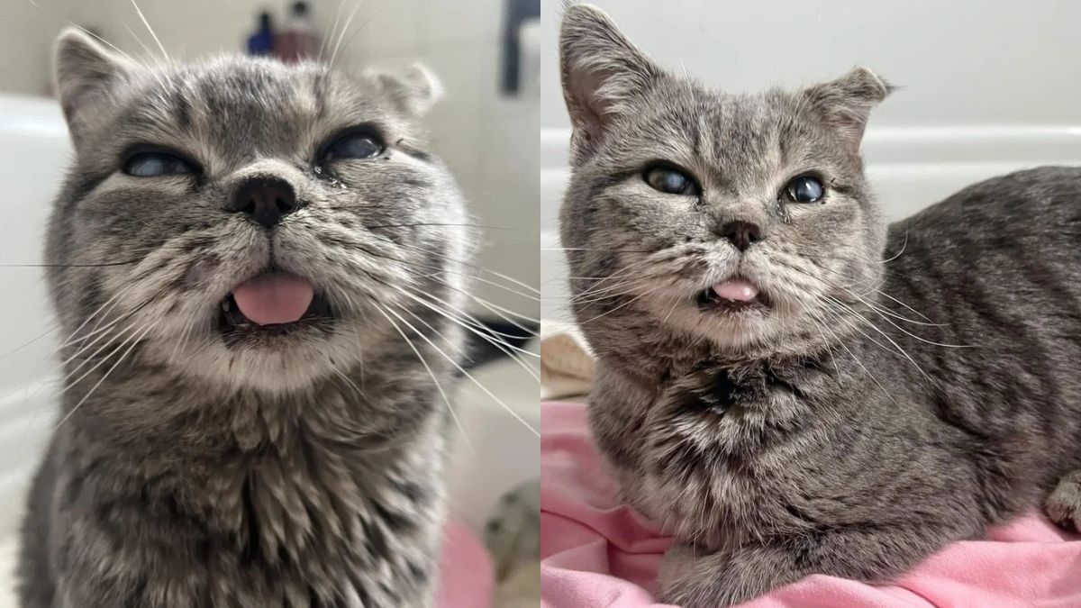 Milwaukee, Wisconsin Worker Rescues Cat With Few Teeth and Bent Ear, Proving a Heart of Gold Deserves a Better Life