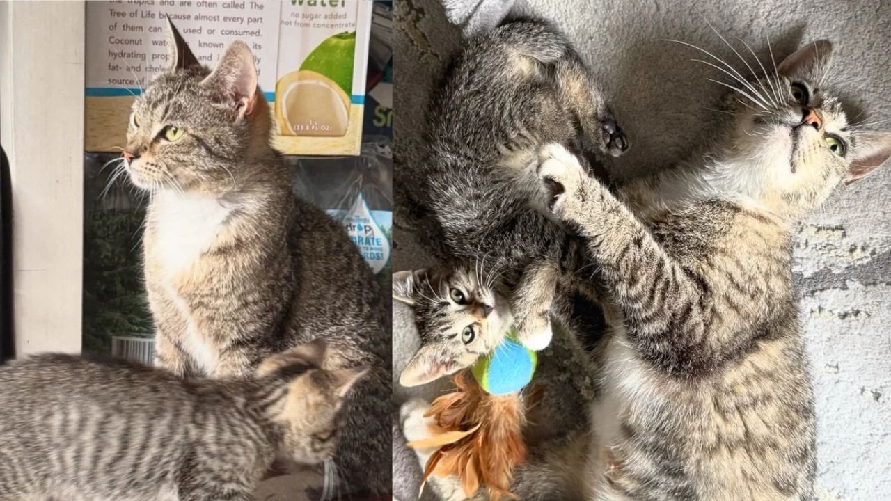New York Rescue Mission Turns Emotional as Volunteers Save Kitten and Discover His Mother Cat They Couldn’t Leave Behind.