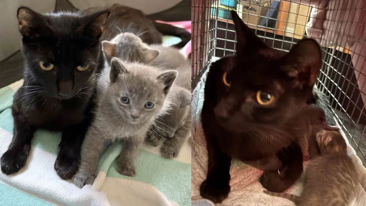 New York Rescue Volunteer Leanne Takes in a Family of Four, Saved from the Harsh Elements of an Apartment Parking Lot by Kind Neighbors. Export to Sheets